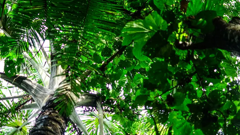 Shade for Hot Climates